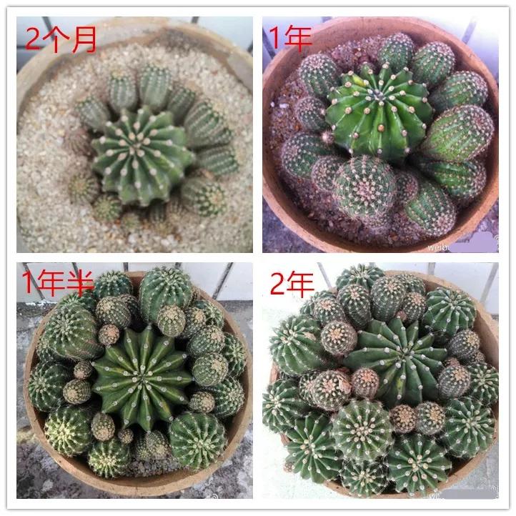 什么花放在家里最好看最实用,放家里风水好又好养的花有哪些