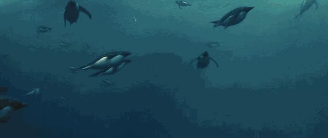 企鹅没有毛还能生活在北极,企鹅没有冰能生活吗