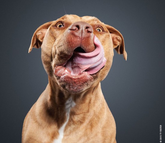 出去遛狗怎样防止它乱舔,出去遛狗狗为什么喜欢到处舔