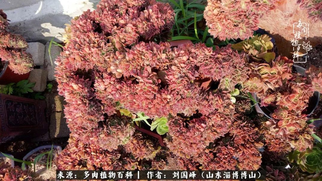 多肉安全度夏技巧,多肉如何度夏教学