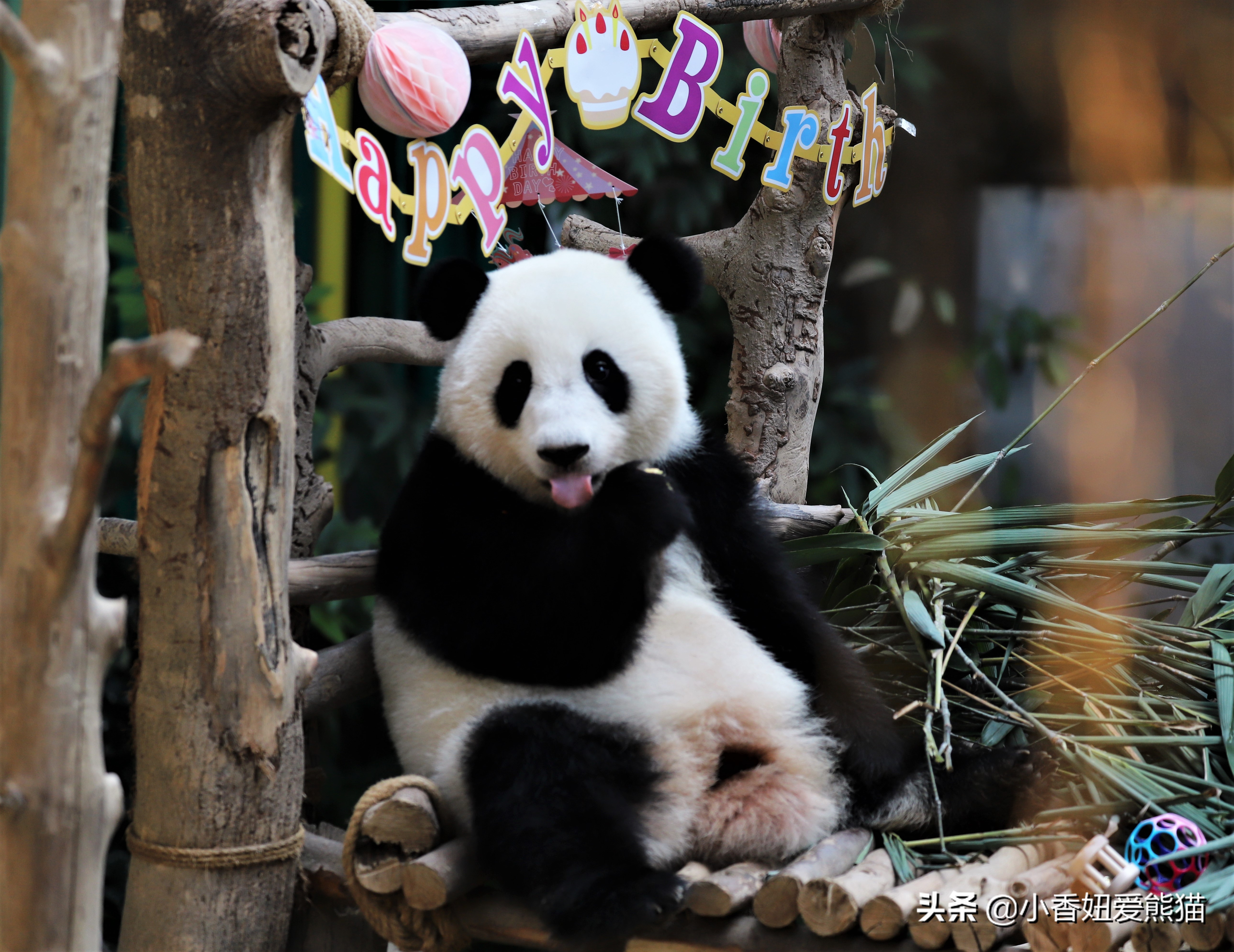 马来西亚大熊猫谊谊出生,熊猫谊谊小时候的照片