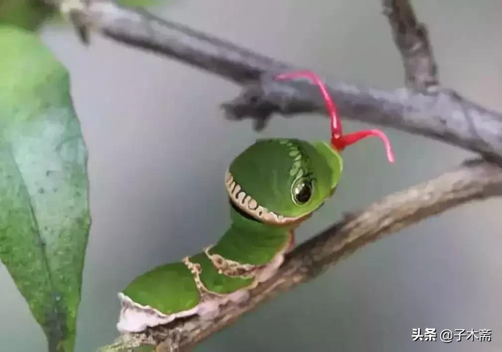 柑橘大实蝇和柑橘小实蝇常规虫害,柑橘虫害高清图谱及防治方法