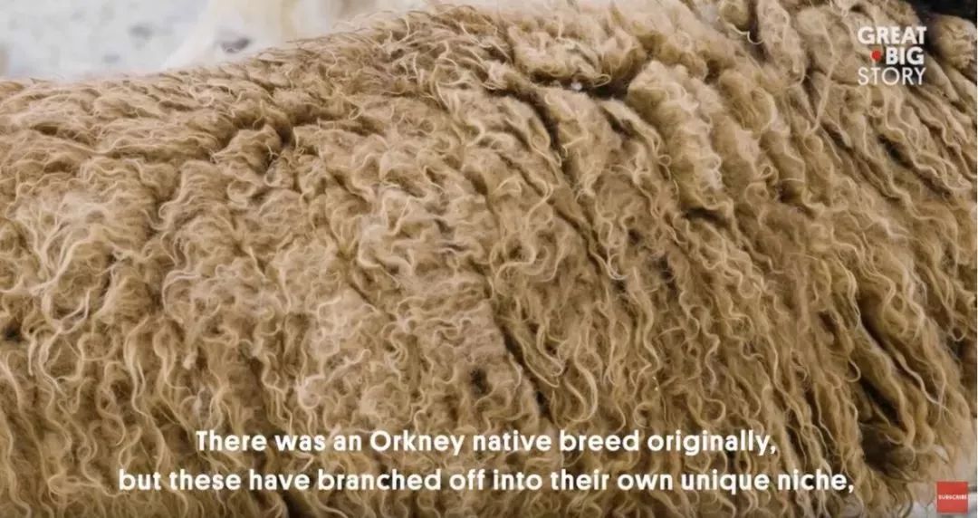 小蓝羊清仓特价,小蓝羊加绒防水靴