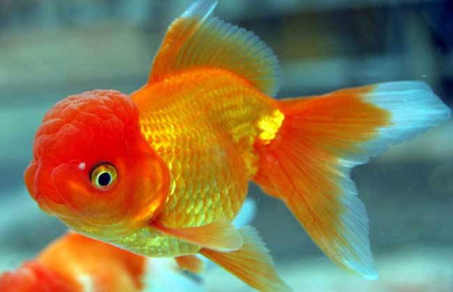 常见的金鱼种类与区别,常见的金鱼图片及名称