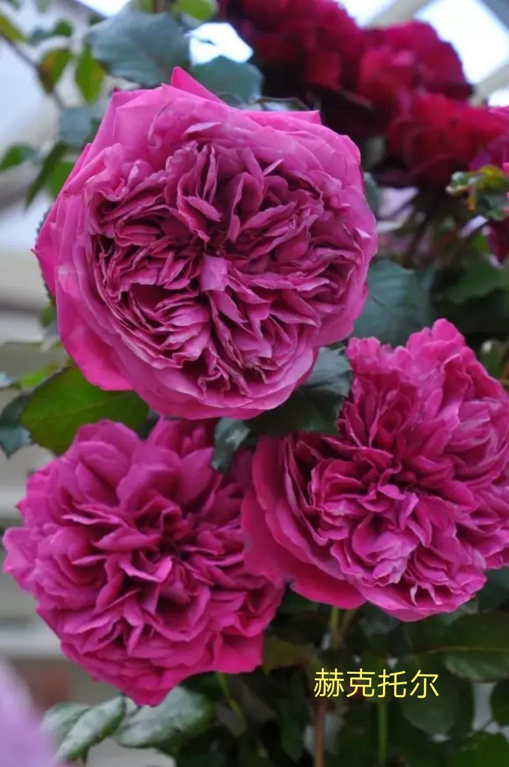 2020年木村卓功月季新品,木村卓功的月季都比较耐阴吗