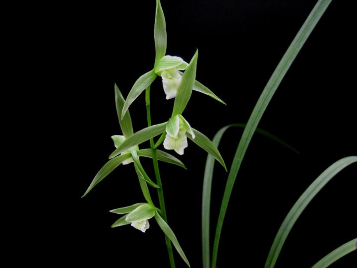 精品玉兰的品种及图片,国兰花朵不艳丽但香气清雅