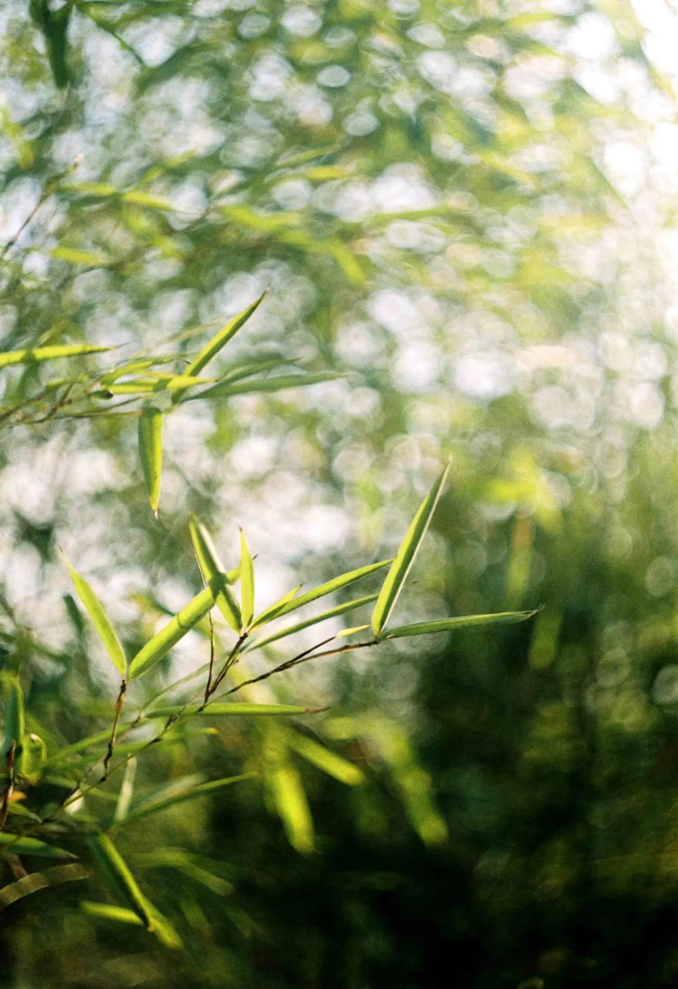 是谁发明了彩色相机,康泰时相机发展史