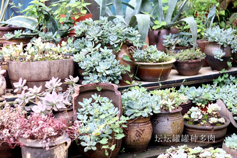 小容器种花草,别致花盆配什么花