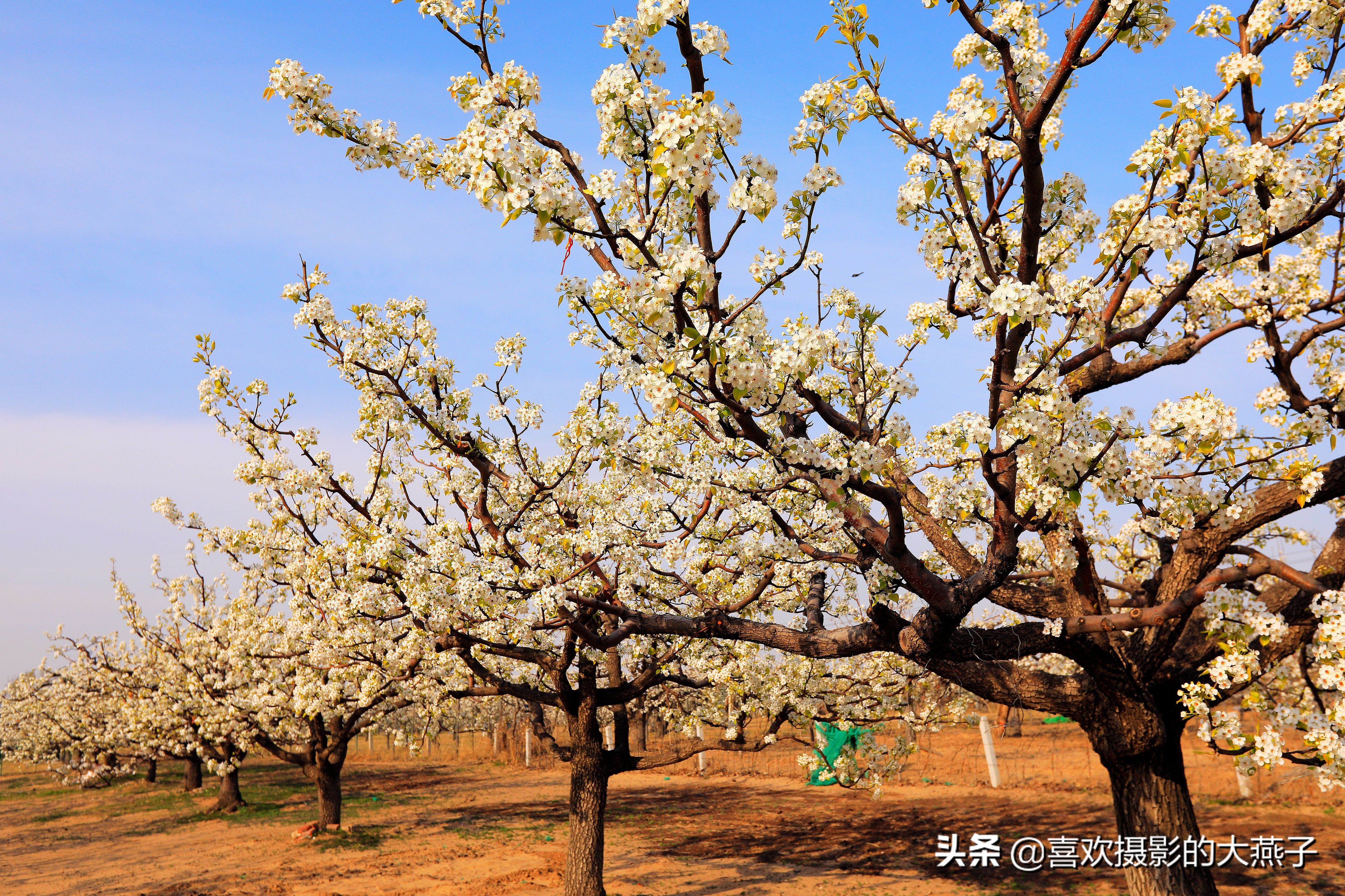 大兴万亩梨花园地点,北京大兴赏梨花具体位置