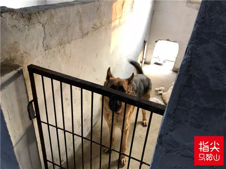 马鞍山流浪狗救助中心在哪里,曝光流浪狗救助真相