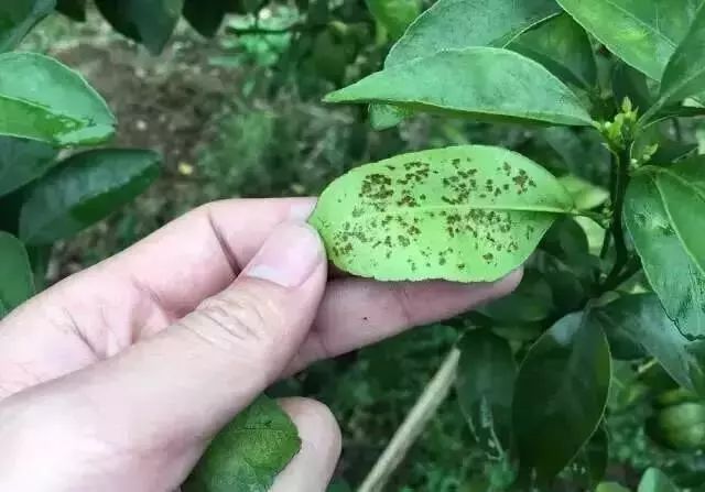 柑橘脂点黄斑病会使果实开裂吗,柑橘脂点黄斑病打什么农药