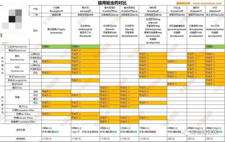 第一次养猫应该知道什么,第一次养猫建议养金渐层吗
