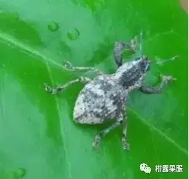 柑橘的常见病虫害和预防方法,柑橘新叶卷曲是什么虫害如何防治