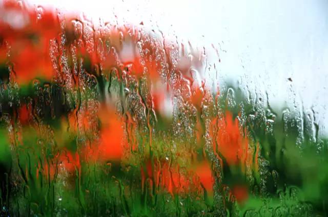 毕业季的凤凰花和栀子花,毕业季凤凰花开的时候