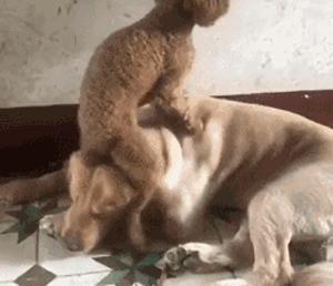 狗在家里闹怎么办,我家狗在外边流浪了两个月