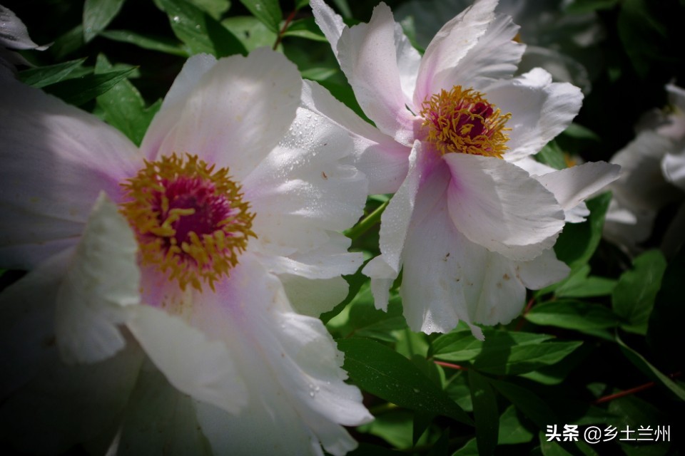 芍药花开的季节等你欣赏,芍药花开如诗如画