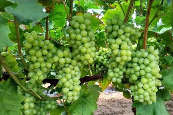 葡萄落花最新防治方法,防止葡萄落花落果的措施