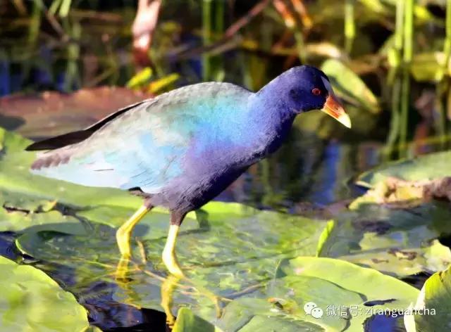 美洲有几种猛禽,美洲三大动物