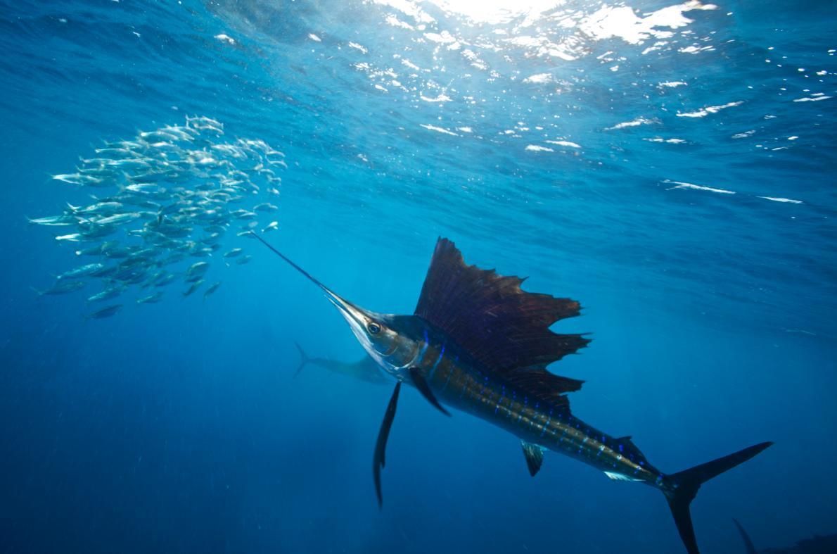 海洋十大速度最快鱼类,海洋十大鱼类最强排名
