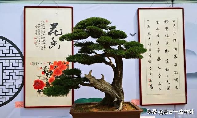 养盆景修身养性靠谱吗,农村养盆景能赚钱吗