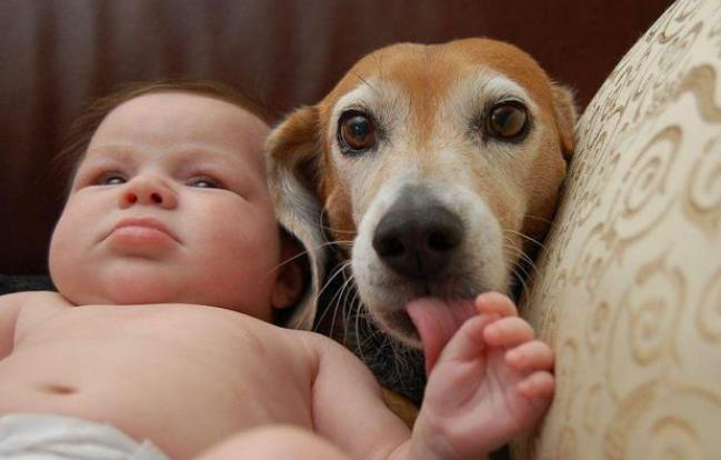 别再嫌弃狗狗舔人脏，其实它想要表达这几件事