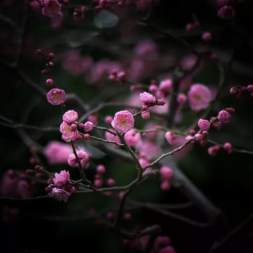 中国十大名花排行哪个是你的最爱,你知道中国十大名花是什么花吗