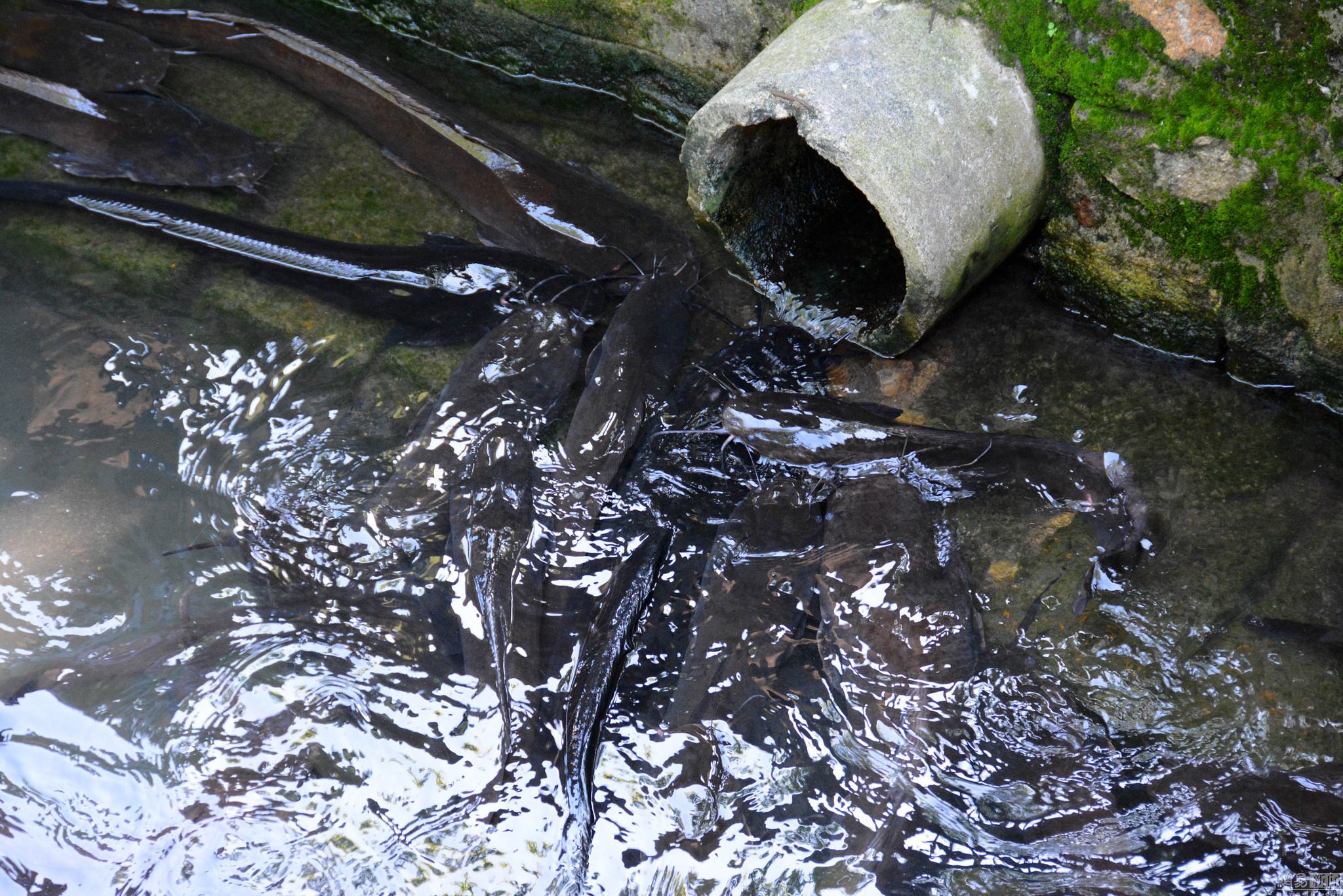 被误解的鱼,比甲鱼有营养的鱼