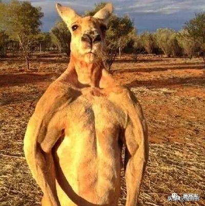 都在说盘它，盘完之后呢？袋鼠蛋蛋皮囊收纳袋了解下