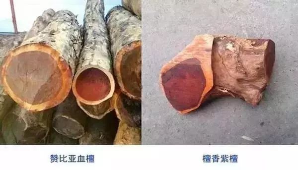 紫檀的真实身份,紫檀最后的样子