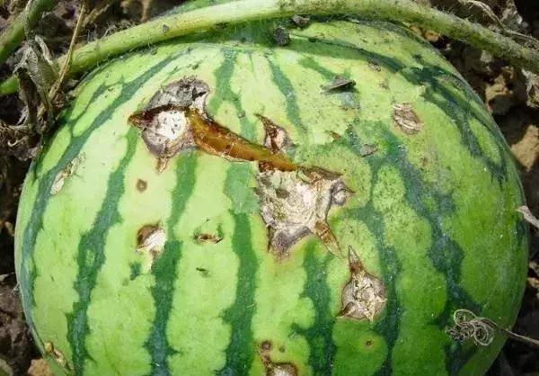 西瓜甜瓜病虫害用药组合配方视频,李子树病虫害防治方法及用药时间