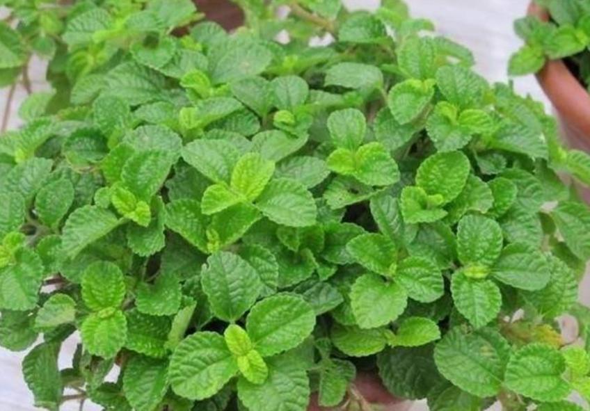 去甲醛异味的植物,新房除甲醛除异味去除装修污染