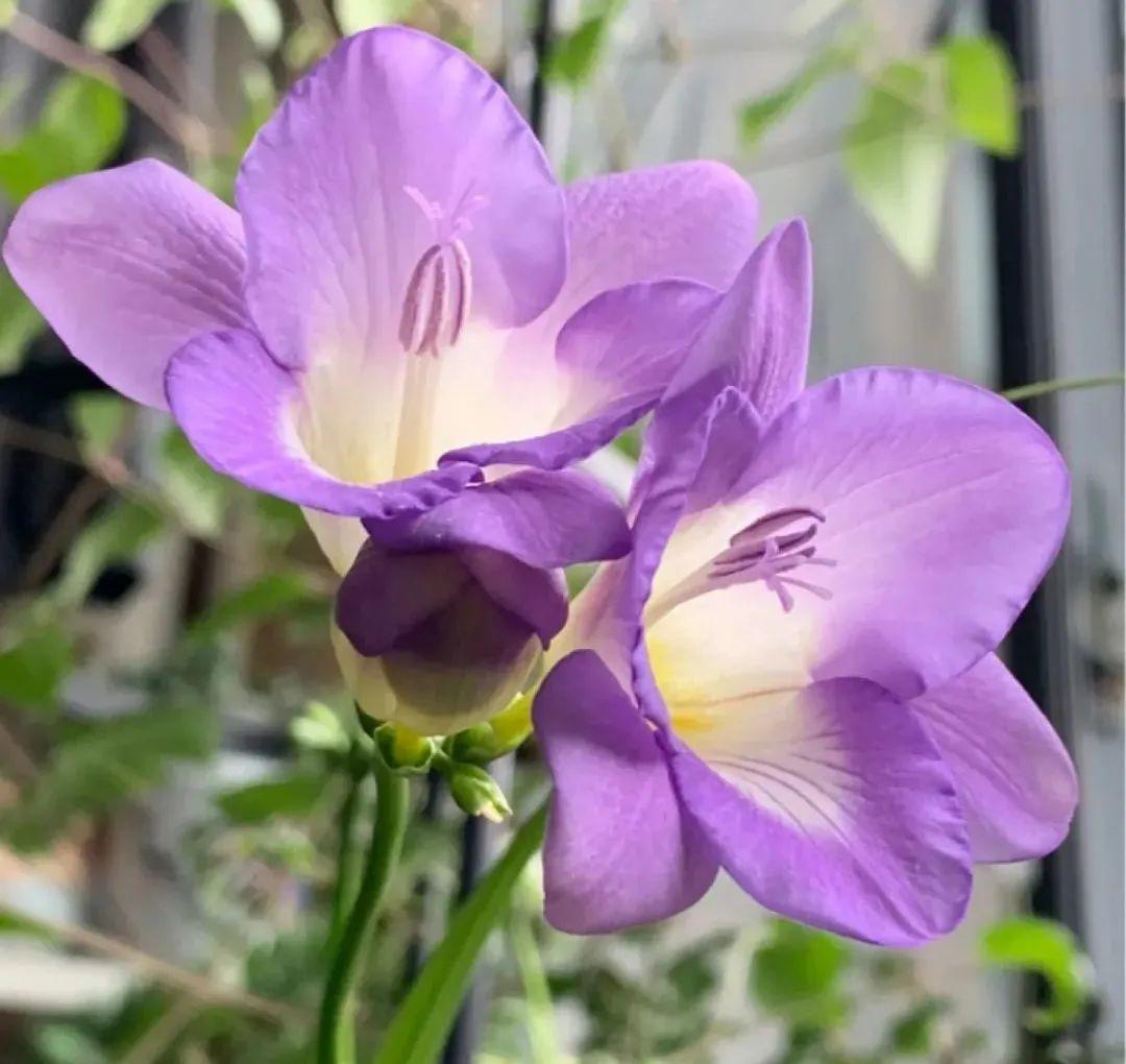 耐养的香水花,种室内香水花