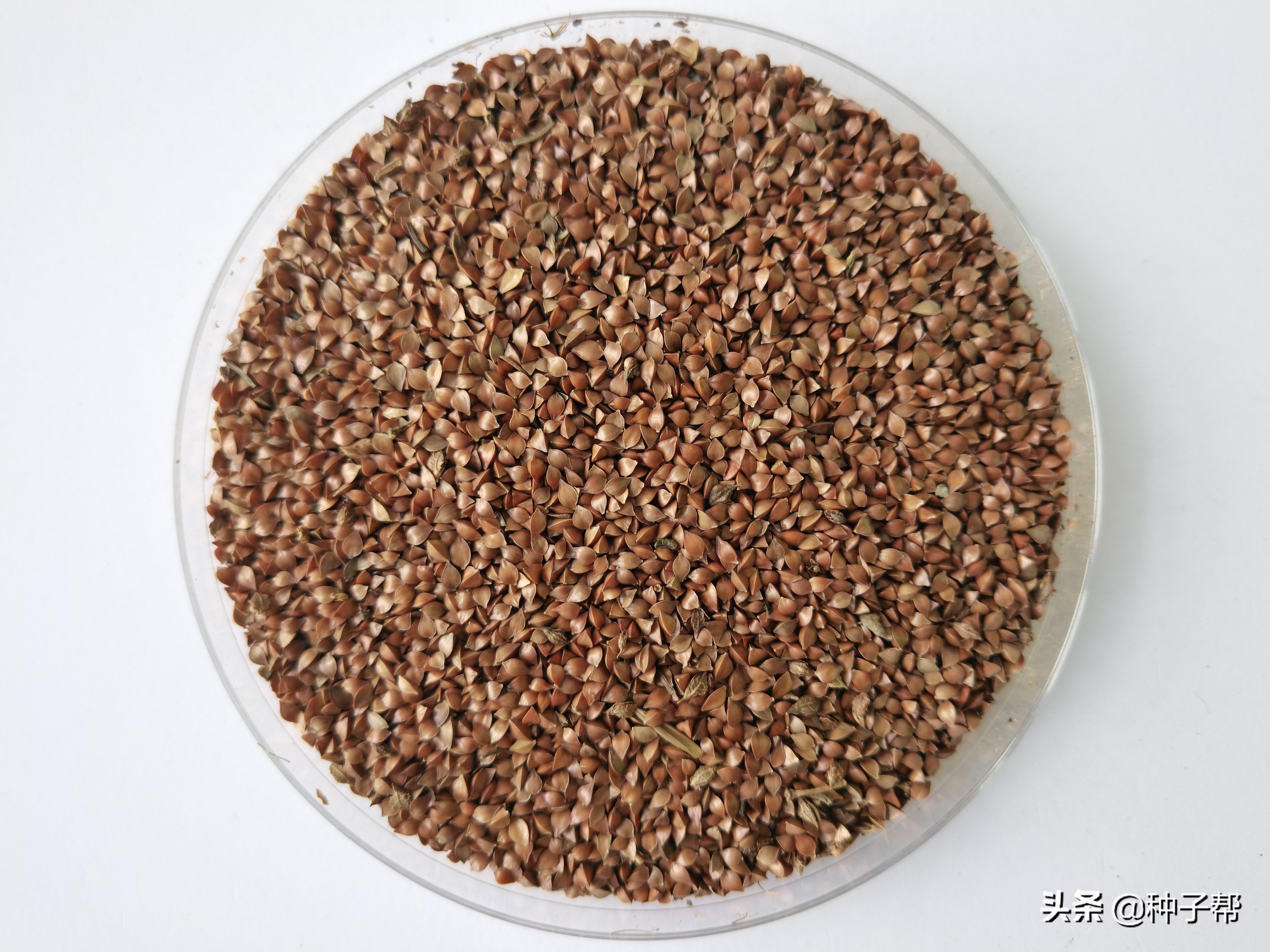 揭秘俄菜假种子，原繁殖种根，市面上假种子是菊苣、鲁梅克斯代替