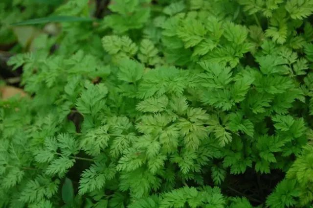 那些常见却叫不上名字的野花野草,常见的野花野草却是农家之宝