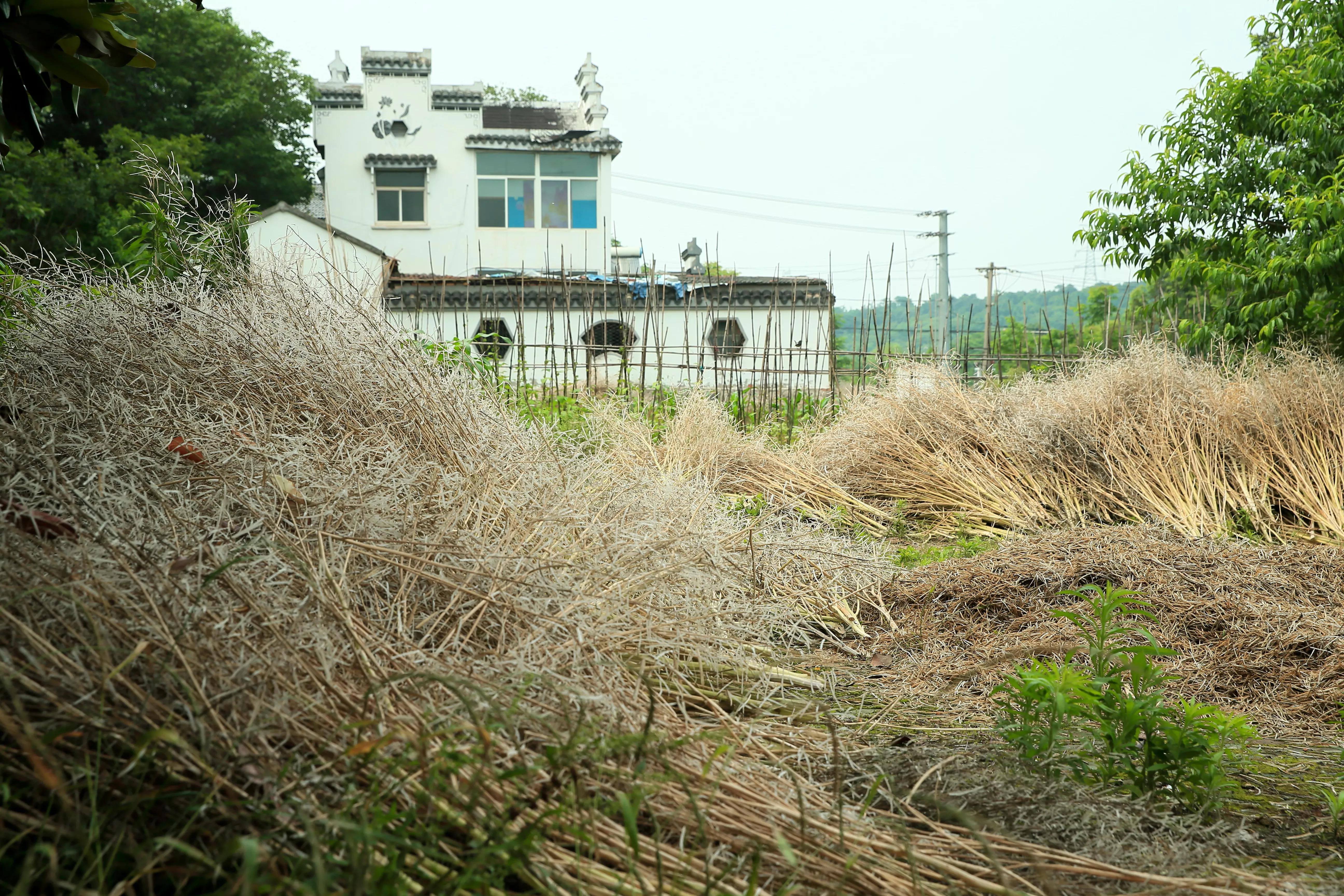 世凹桃园,世凹桃源图片