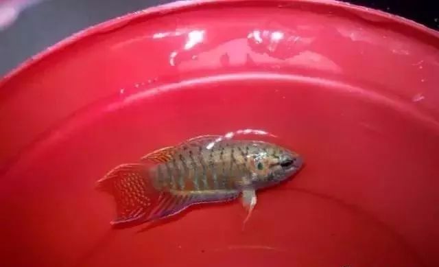 小时候养的宠物现在还活着,小时候养的宠物视频