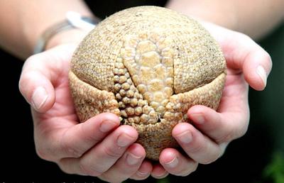 携带麻风病病毒的动物会怎样,麻风杆菌携带