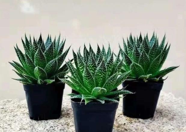 波露和雪花芦荟哪个好看,波路芦荟怎么养