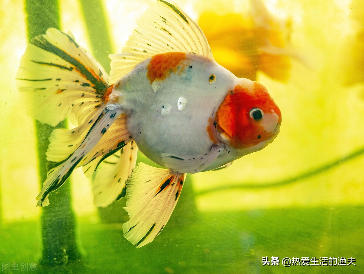 泰狮金鱼好养吗怎么养,泰狮金鱼如何养超级大