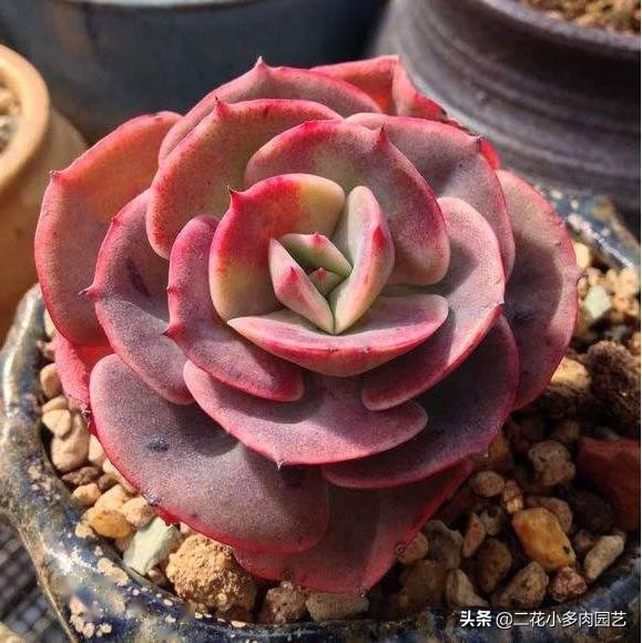 365种·常见花卉图谱，观果和多肉植物收藏篇