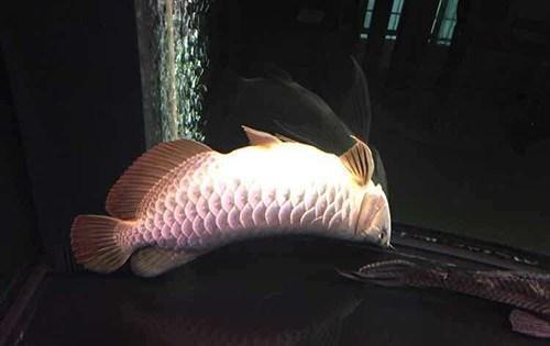 想把鱼养好,先把过滤这点事儿整明白就算向前迈了一大步