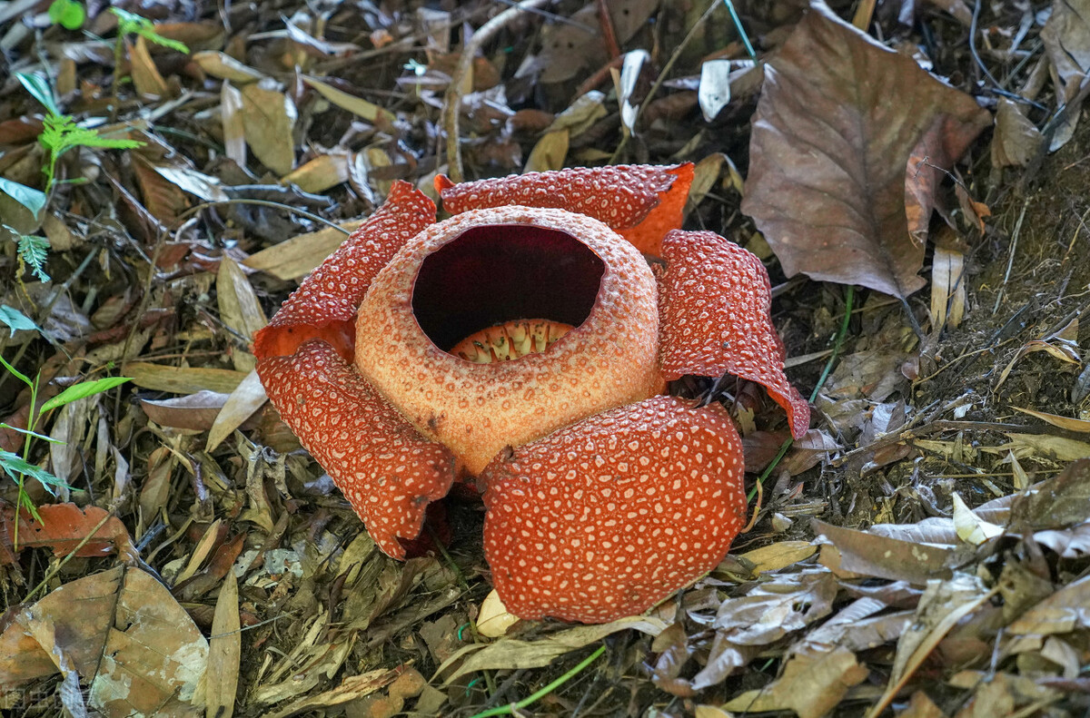 自然界嘴巴奇特的十种动物,十种奇特的自然界植物图片