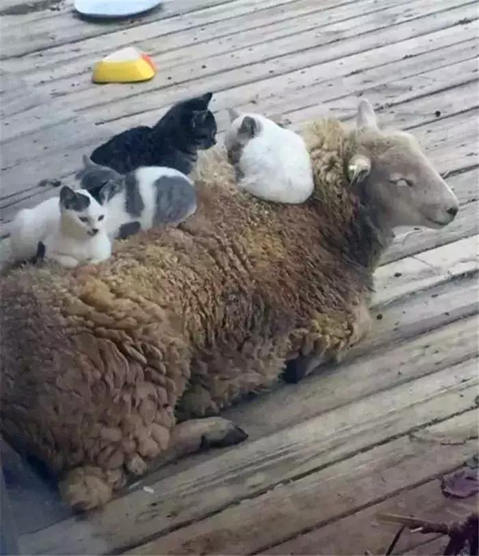 猫咪帮铲屎官接待客人,猫咪礼貌推开铲屎官