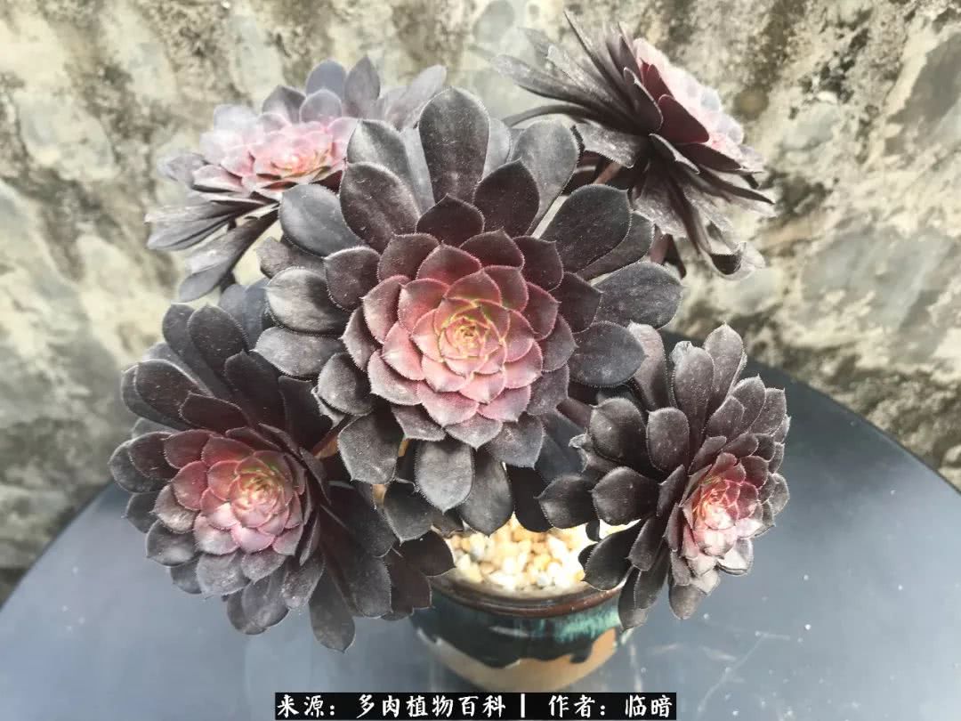 多肉带给我的感情,多肉给人们带什么作用