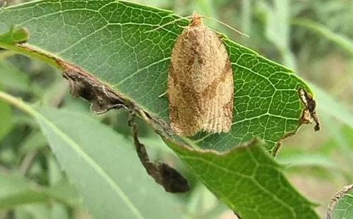 10种常见农药能治这么多病,100种农药大全及作用