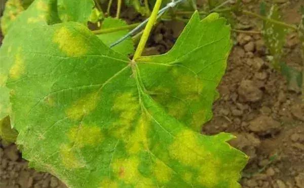 如何根据病虫害情况确定用药方案,防治病虫害配药灭虫有技巧