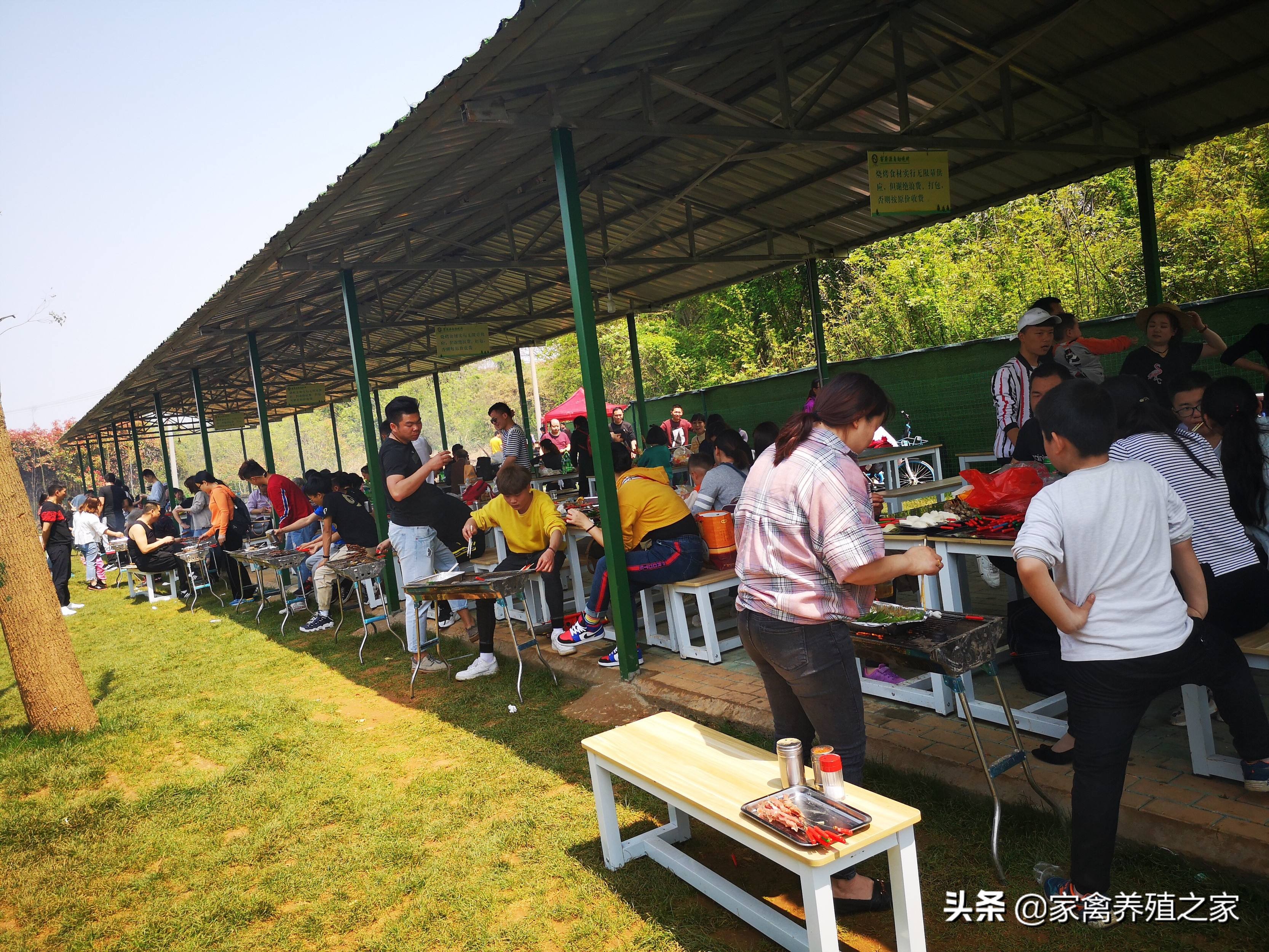 土鸡卖一元一只一年能赚180万,销售土鸡的正宗方法