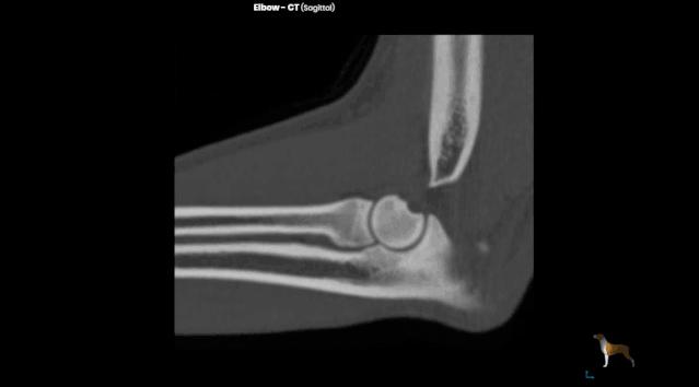 猫咪狗狗骨折了怎么办？扒一扒宠物“骨子里”的那些事