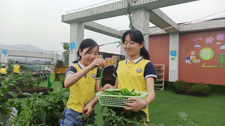 梨园春丰收节,梨树县首届农民丰收节