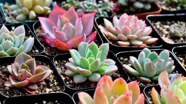 养多肉的禁忌,养多肉的危险